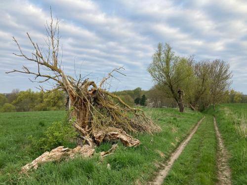 a dead tree in a field next to a dirt road at Wohnen im Gutshaus in Lalendorf