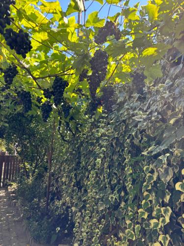 a bunch of black grapes hanging from a tree at Downtown guest house in Kutaisi