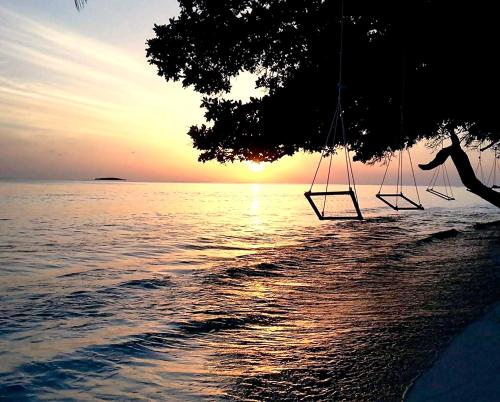 two swings hanging from a tree over the water at Aveyla Manta Village in Dharavandhoo
