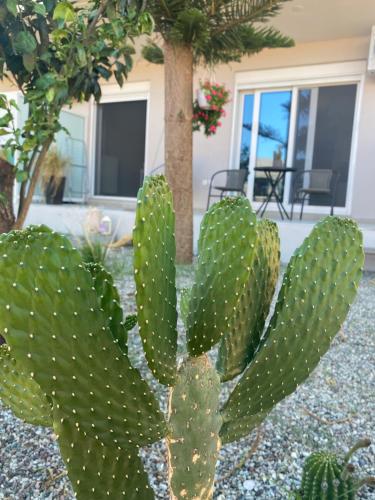 a cactus in a yard in front of a house at Blue Eye in Amfilochía