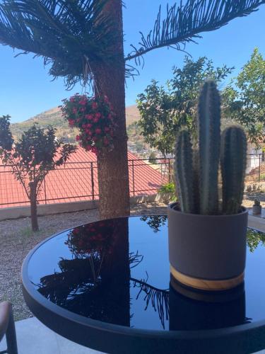 a cactus sitting on a table next to a tree at Blue Eye in Amfilochía