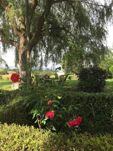 a park with roses and a tree and a bench at Maison de maître XVIIIème avec piscine chauffée in Saint-Gauzens
