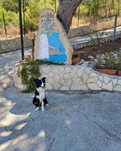 Κατοικίδιο ή κατοικίδια επισκεπτών που μένουν στο Residence Dolce Far Niente