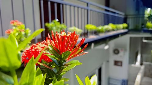 a red flower in a pot in a store at Jaye's Homestay in Kandy