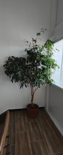 GrammatikovoにあるСтудио Странджа - Граматиковоの部屋の隅に置かれた鉢植えの木