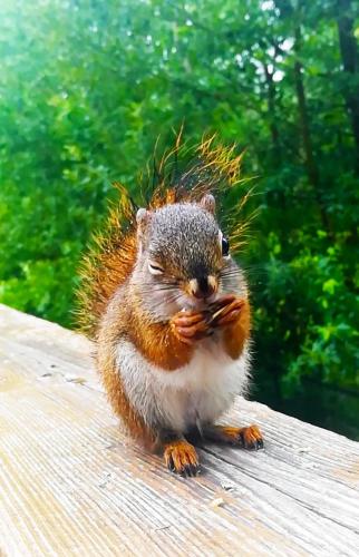 a squirrel sitting on a table eating a piece of food at Private 4 bedrooms 2 bathrooms Free Parking in Lower Sackville