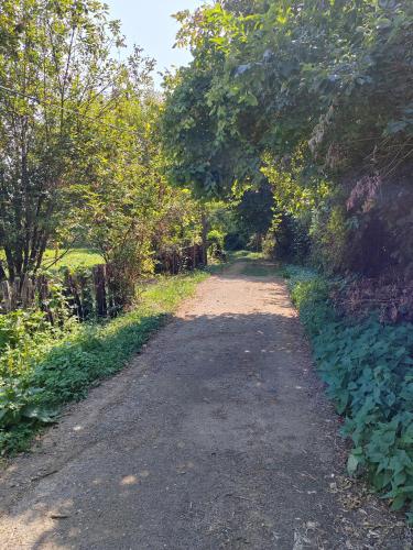 a dirt road with trees on both sides at Domacinstvo Pecina Petnica in Petnica