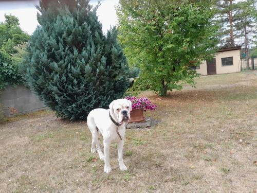a white dog standing in a yard next to a christmas tree at Apartment Anna - Austrian country house in Marchfeld im Weinviertel in Marchegg