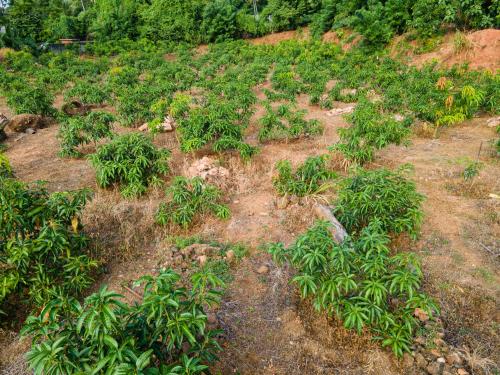 Κήπος έξω από το Mango Tree Retreat