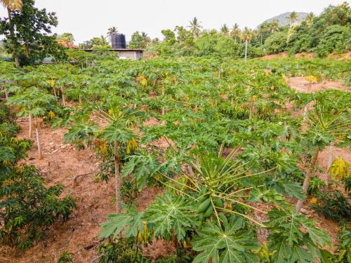 Κήπος έξω από το Mango Tree Retreat
