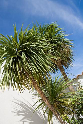 a palm tree in front of a blue sky at Vacancéole - Résidence Carré Marine in Mandelieu-la-Napoule