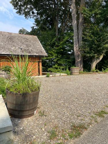 a plant in a barrel in front of a house at Maja's Sunrise Haven in Mala Nedelja