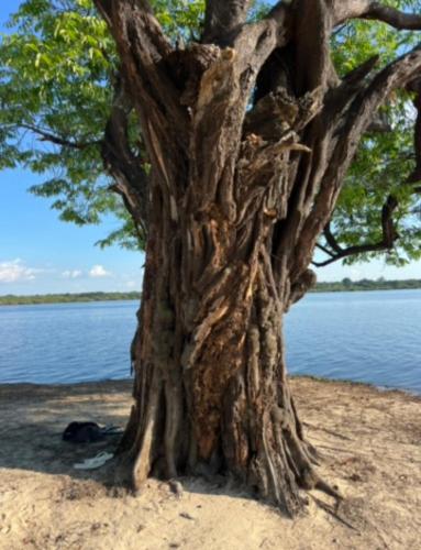 a tree on the shore of a body of water at Amazônia LODGE Exxperience in Manaus