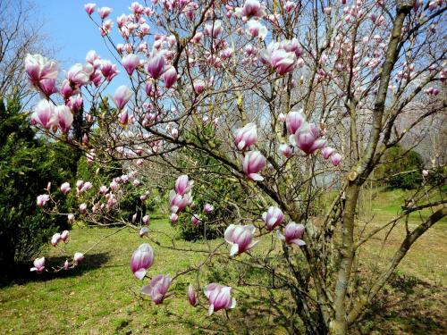 a tree with pink flowers on it in a field at Tenuta Montelaura in Forino