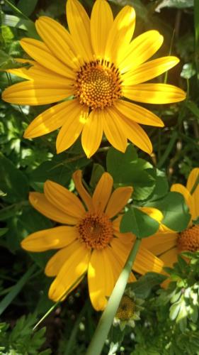 a group of yellow flowers in the grass at MOON NIGHT Amantani Lodge in Amantani