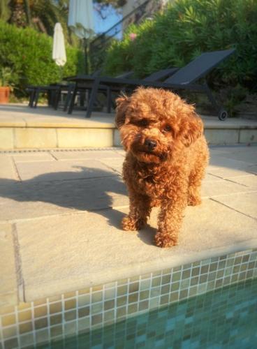 a small brown dog standing next to a swimming pool at Villa Oleander, Mougins in Mougins