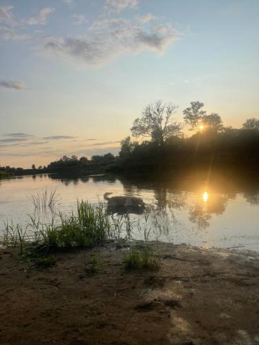 a cow in the water with the sunset in the background at Ostoja Narwiańska in Nagórki