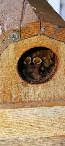 a wooden bird house with birds inside of it at The Bunkhouse Motel in Nehalem