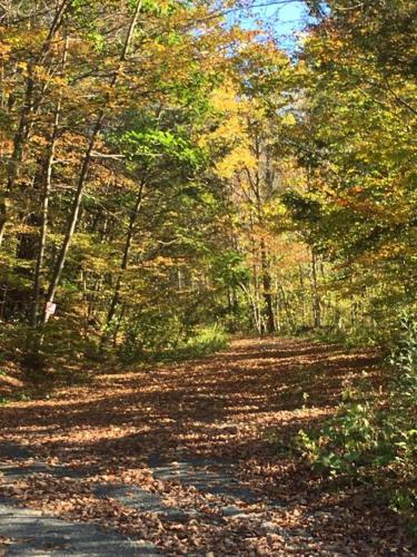 a dirt road in the woods with leaves on the ground at Catskill Cabin, Cool Apartment, 2nd Floor in Shandaken