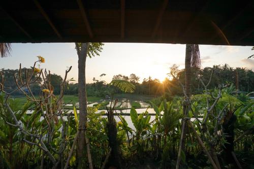 a view of a field with the sunset in the background at Ubud Art Resort in Ubud