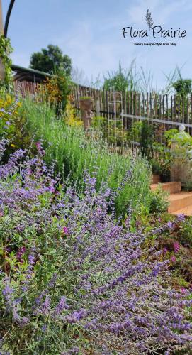 a garden with purple flowers in front of a fence at Flora Prairie at Mae Rim, Chiang Mai in Ban Tai