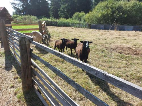 a group of sheep standing next to a fence at Rekreační středisko ROJANA in Svratka