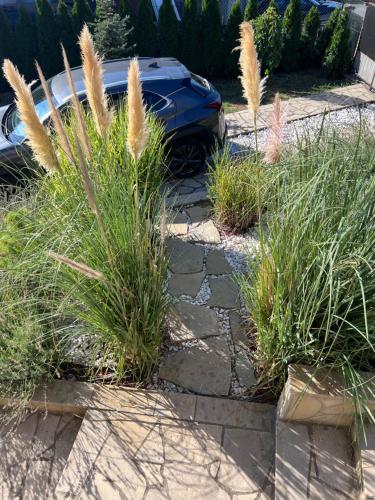 a row of tall grass in a driveway with a car at Villa Ana - Charming Appartments in Belgrade
