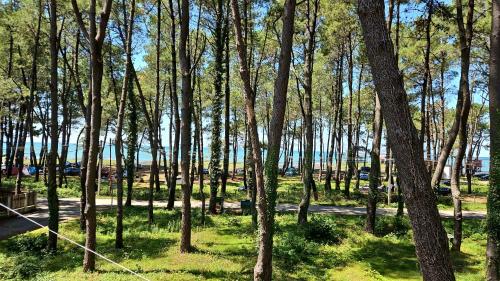 a group of trees in a park with a road at Leto by Sveta in Ureki