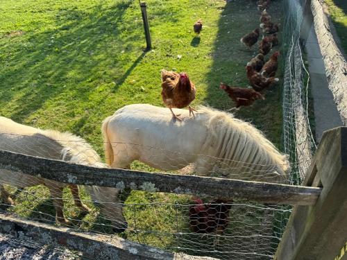アパートメントの敷地内または近くにいる動物