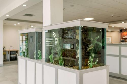 a large aquarium with plants in a room at Hilton Garden Inn Outer Banks/Kitty Hawk in Kitty Hawk