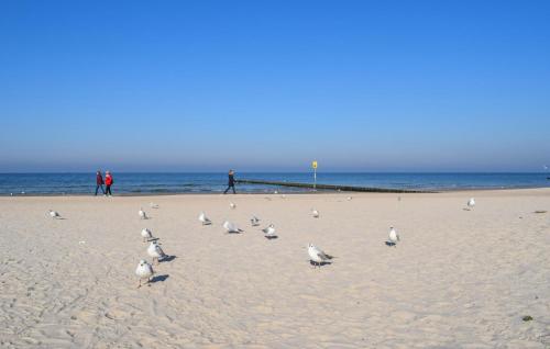 a flock of seagulls walking on a beach at Amazing Home In Postomino With Wifi in Postomino