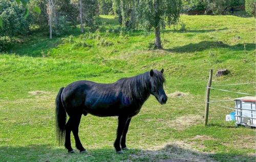 a black horse standing in a field of grass at 2 Bedroom Awesome Home In Växjö in Växjö