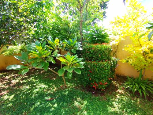 a garden with green plants and a hedge at Calm Nature Villa in Matara