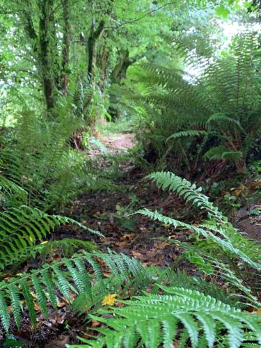 a dirt trail in a forest with green plants at Fern Valley Tiny House in Virginia