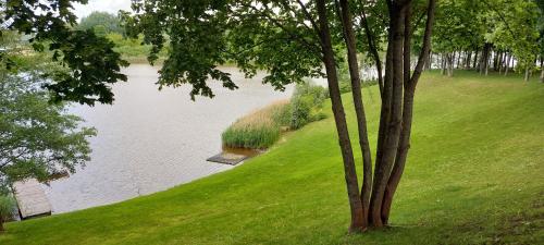 a view of a lake in a park with a tree at Marių įlanka in Marijampolė