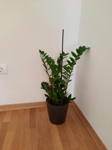 Φωτογραφία από το άλμπουμ του Apartment IUSTUS PINUS σε Samobor