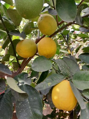 a bunch of yellow fruit on a tree at Campement Baobab in Poponguine