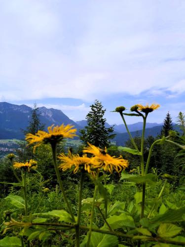 a group of yellow flowers on top of a mountain at Apartment Andrea - Chiemgau Karte in Inzell