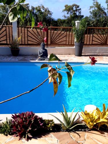 a blue swimming pool with plants around it at Joli studio rez de jardin, piscine, jacuzzi in Sainte-Suzanne