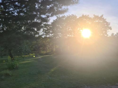 the sun shining through the trees in a field at Kranto Vila in Kaunas