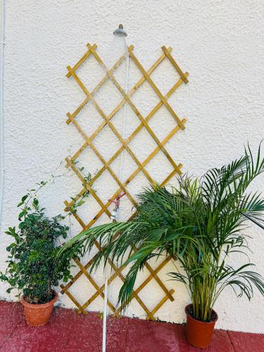two plants in front of a white wall with at Mitsos House in Moraitika