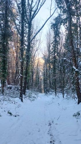 a snow covered path in a forest with trees at Gîte Le Renard qui passe in Braine-le-Château