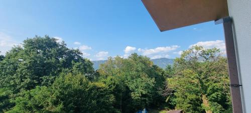 a view of a forest of trees from a window at Pri Stari murvi in Vogrsko