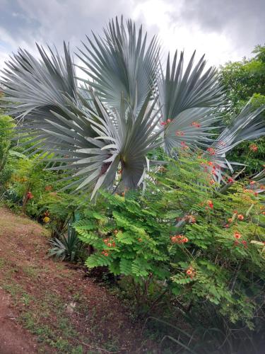 a palm tree and other plants in a garden at Casa Motmot Guanacaste in Puerto Viejo