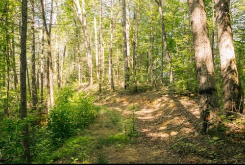 a dirt trail in a forest with trees at Streamside Shinytiny Airstream In The Smokies in Cosby