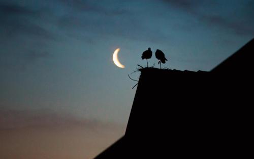 two birds sitting on top of a roof watching the moon at Siedlisko Przy Lesie Alpaka 3 in Workiejmy