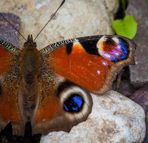 a butterfly sitting on top of a rock at Siedlisko Przy Lesie Alpaka 3 in Workiejmy