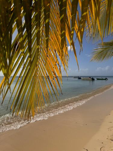 a view of the beach from under a palm tree at Gîte MAZUR in Saint-Claude
