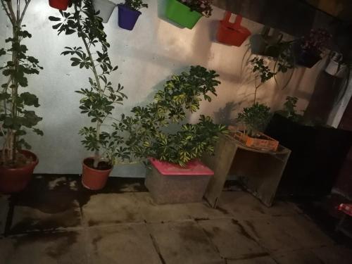 eine Gruppe Topfpflanzen in einem Raum in der Unterkunft SE ARRIENDA 1 HABITACION CASA HUECHURABA, Villa Las Bandurrias in Santiago