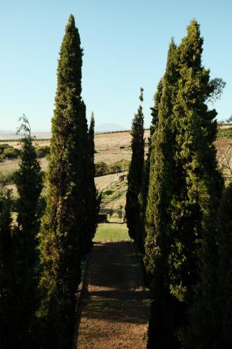a row of cypress trees in a field at Gabriëlskloof Farm House in Botrivier